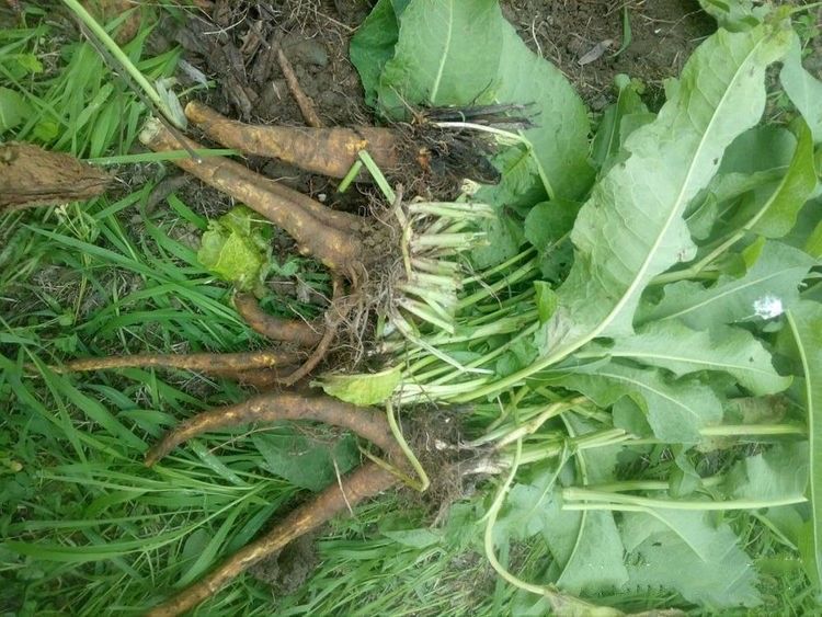 土大黄与金不换是同一种植物吗,农村路边长的土大黄有什么用