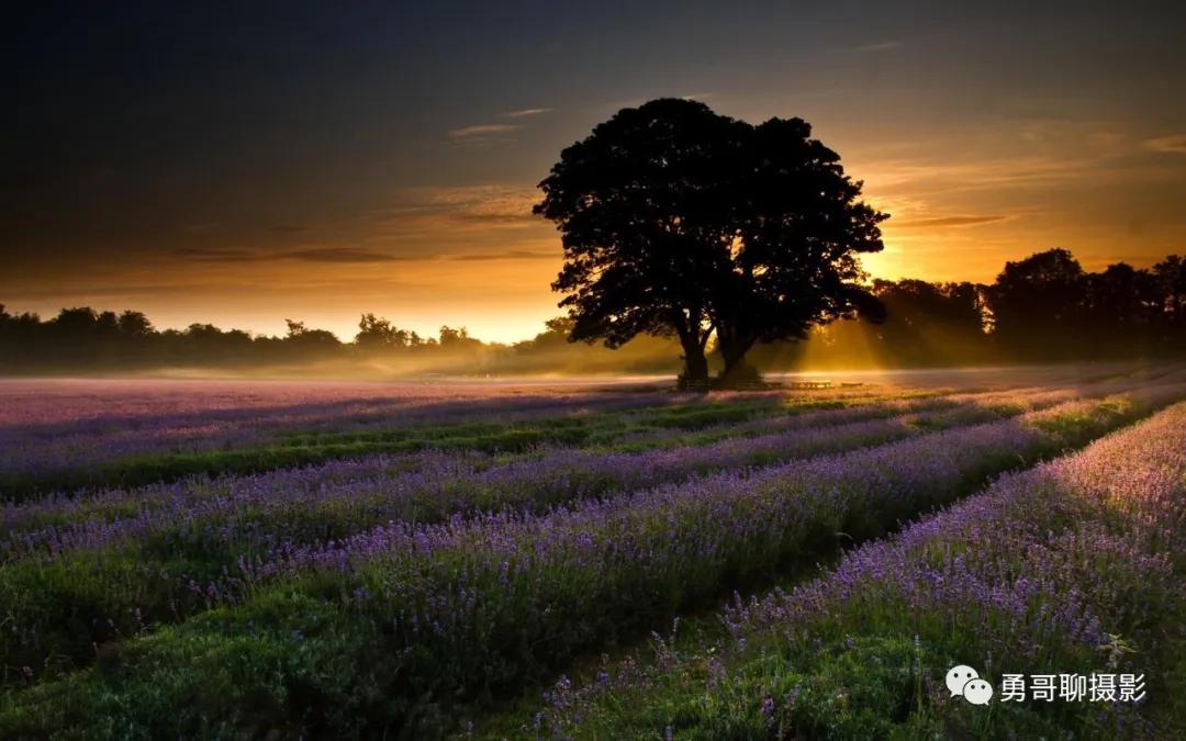 怎样拍好薰衣草照,如何拍紫色薰衣草
