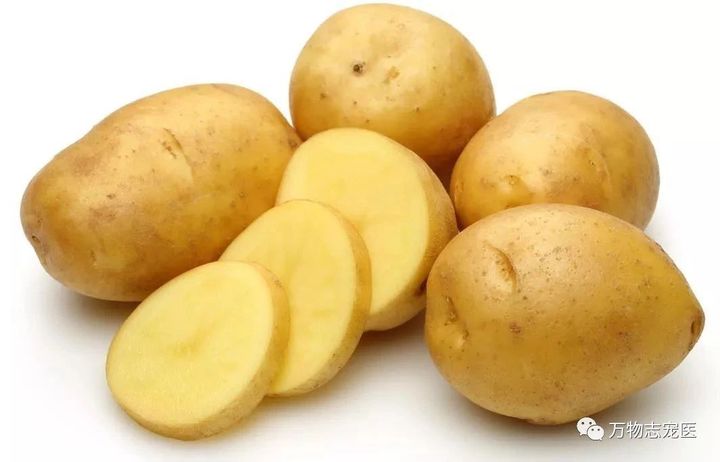 养鹦鹉注意事项和必备用品,养宠的危害