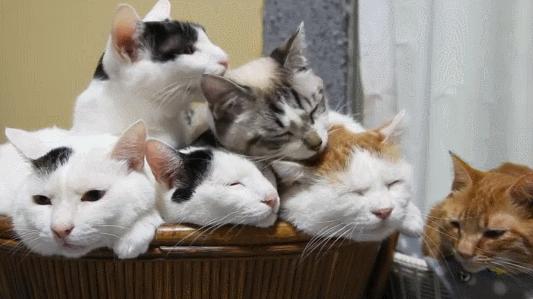 猫咪舔毛是为了清洁么,猫咪舔毛时有哪些不能做的