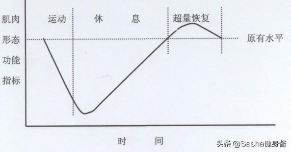 超量恢复怎么练,练肌肉后肌肉的超量恢复期是多久