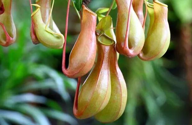 植物吃动物,会吃动物的植物有哪些