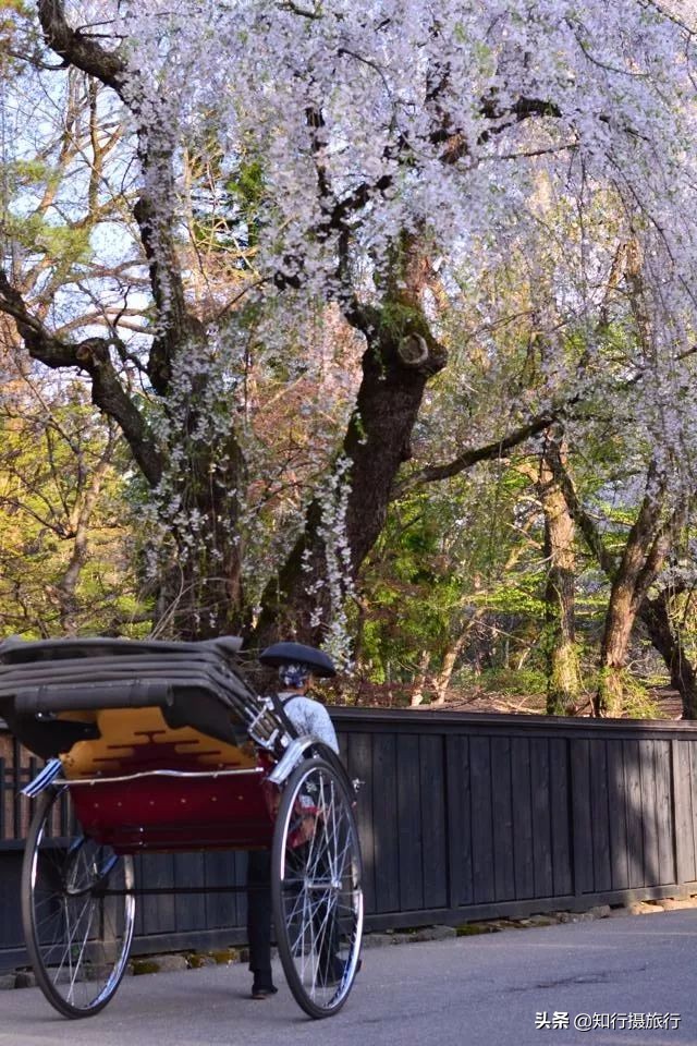 日本樱花季是八月几号,2020年日本樱花花期表