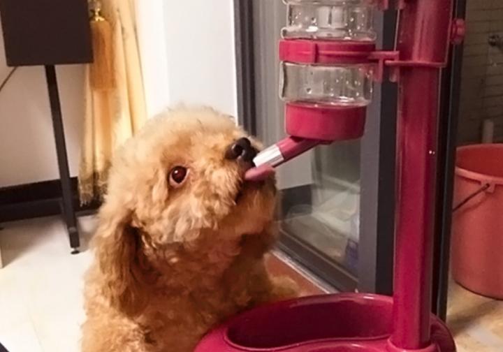 狗狗舌头溃疡用什么药,狗狗溃疡吃什么食物好得快