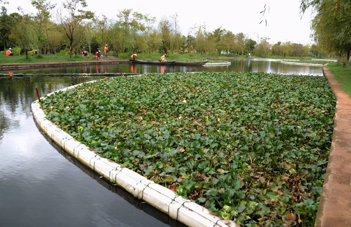 我国水葫芦为什么消失了,水葫芦泛滥成灾如今为何消失了