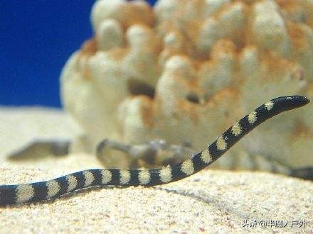 野外生存的知识有哪些,农村常见的蛇类你都认识吗