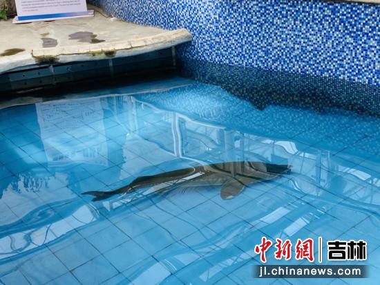 水中活化石鲟鳇鱼,淡水鱼活化石鲟鱼