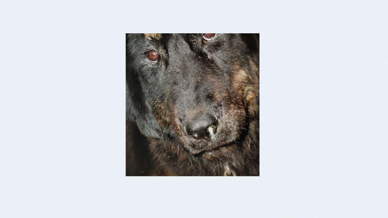 犬传染性支气管炎症状表现图片,牧羊犬有支气管炎怎么治