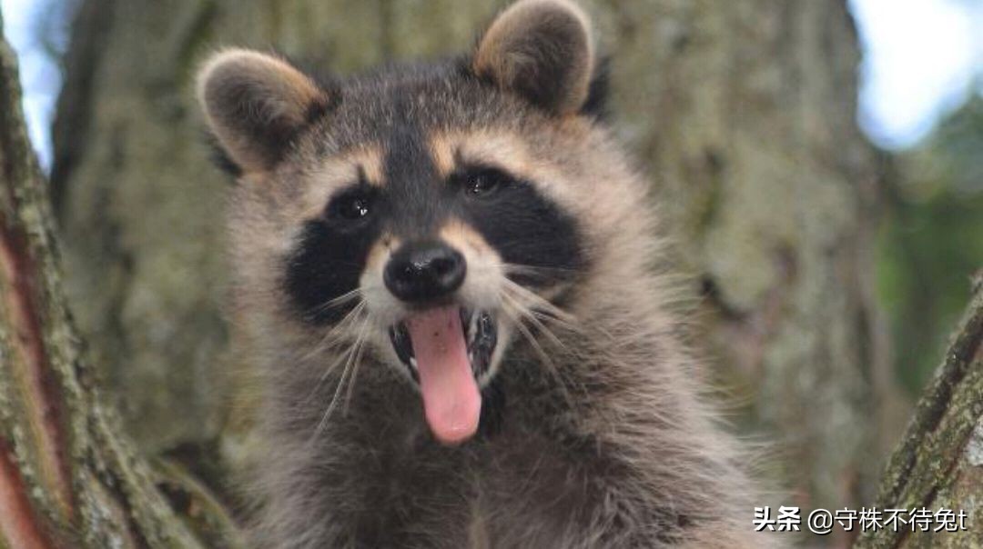 10个蔬菜冷知识,关于黄瓜的四个冷知识大全