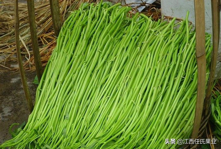 水蕹菜用土种法视频,水蕹菜