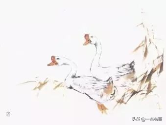 鹅画法可爱简单在陆地上行走,图文教程鹅写意画法