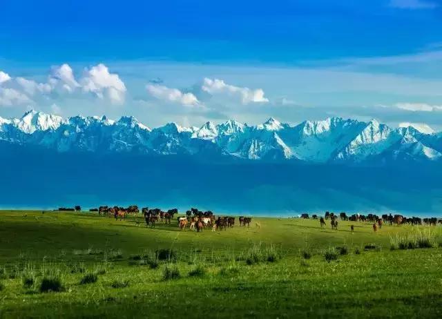 这就是昭苏,万物复苏的地方