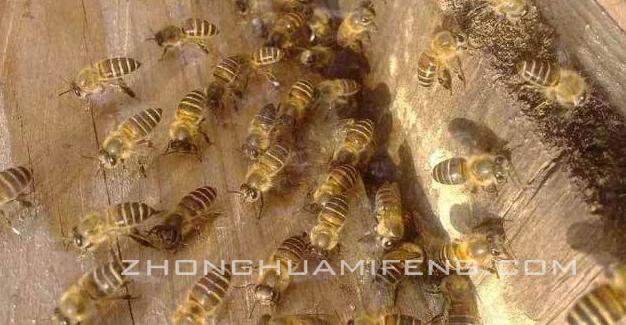 中蜂逃群,中蜂逃群后留下自造巢脾如何处理