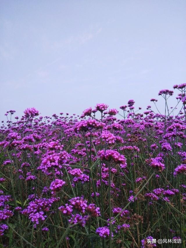 宜昌枝江同心花海步步升景点,枝江同心花海附近好玩的地方