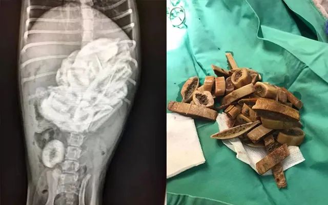 狗狗爱翻围栏怎么办,狗狗爱翻花盆怎么办