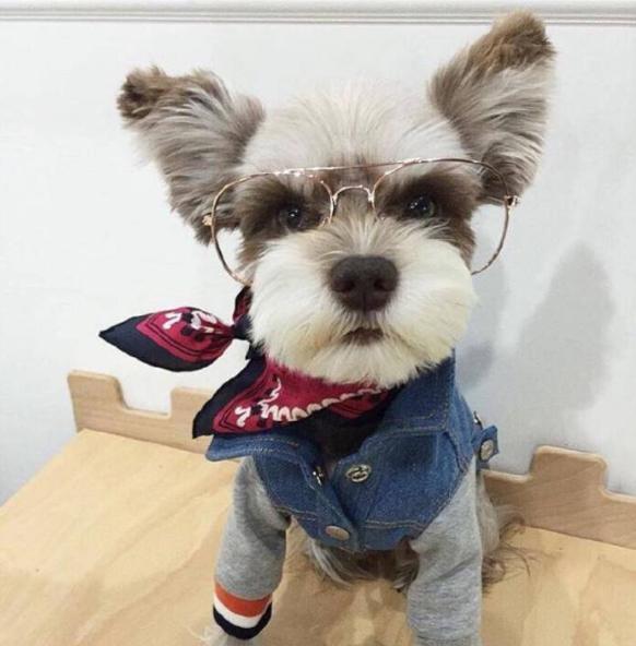 最臭的6种狗狗全养过的算你厉害,盘点7种自带香味的狗狗