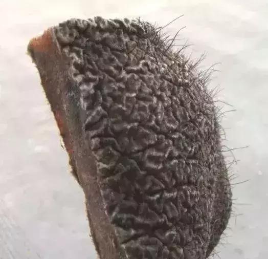 放过大象吧！别再用大象皮车珠子了！