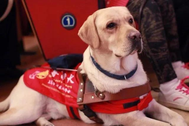 感谢15888名导盲犬支持者,1吨耐吉斯犬粮已送达导盲犬基地