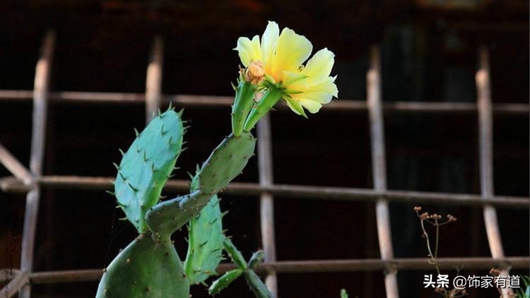 家里适合插鲜花还是假花装饰,客厅装饰用什么鲜花最好