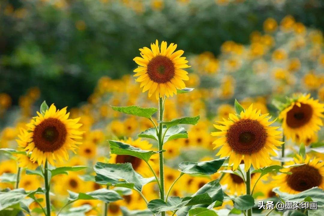 向日葵如何拍摄出好看的效果,向日葵拍摄技巧