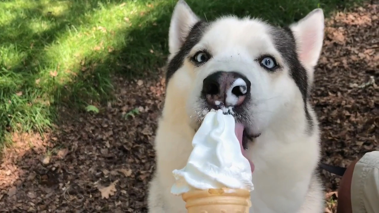 狗狗太胖肚子下垂,狗狗太瘦了怎么办3大原因分析