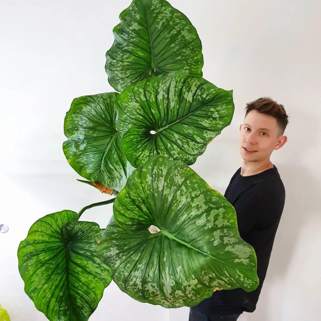 10片叶子的绿植,室内绿植盆栽一元