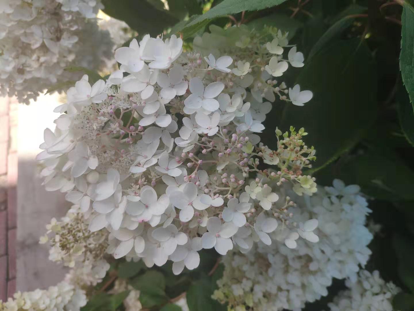 公园里的一树白色小花,簇拥在一起像绣球,味道很清香