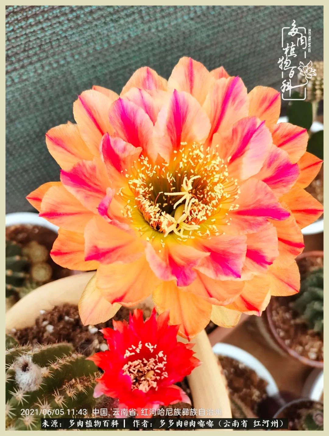 这个春天我们一起去赏花,这个季节我们一起去看花