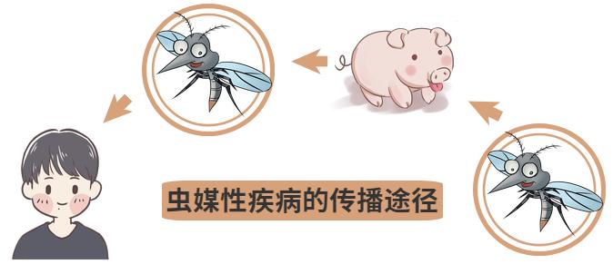 都是蚊子惹的祸,蚊子传播乙型脑炎