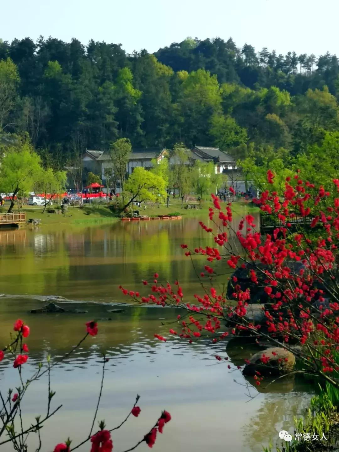 桃花源又见桃花开,盛景等君来,你若不来、花为谁开?