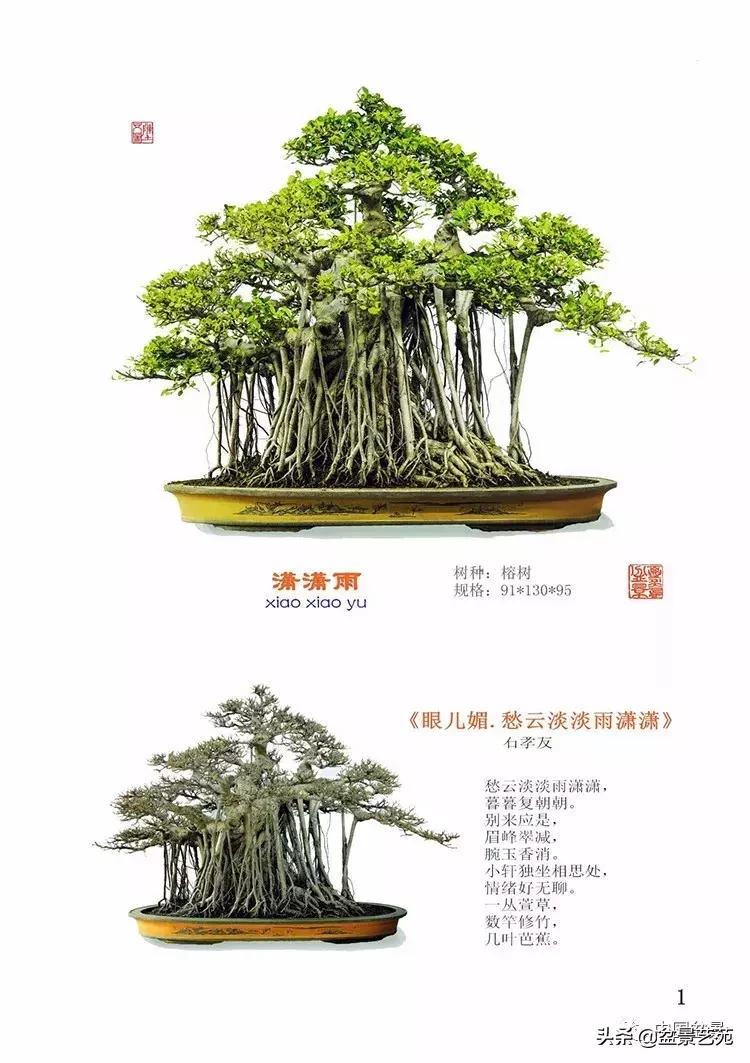 陈文图榕树欣赏,陈文图盆景