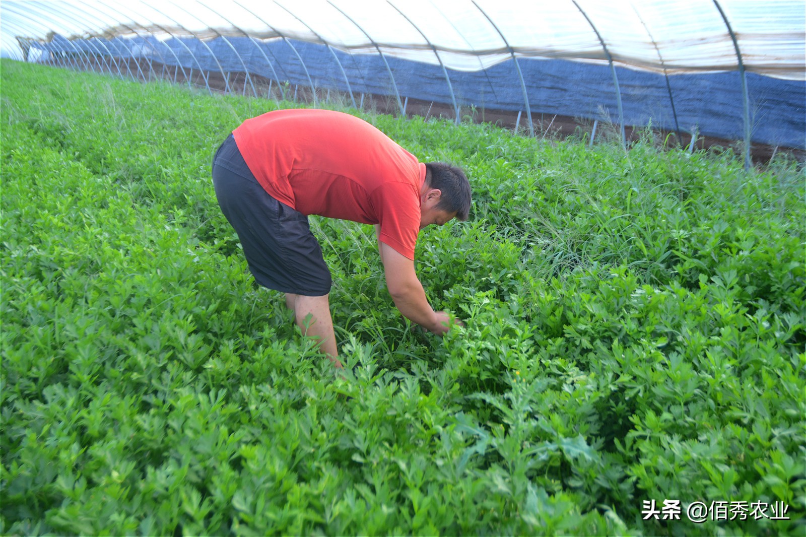 农作物根线虫怎么防,如何防治蔬菜线虫