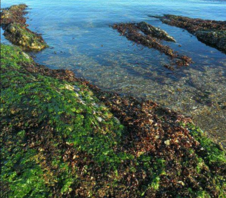 海边沙滩长的海菜,海边捡的海莴苣怎么吃