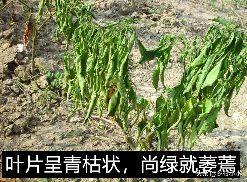 辣椒为什么会有青枯病,治疗辣椒青枯病的最好药方
