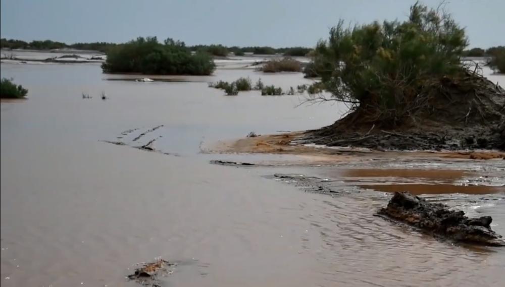 为什么阻止沙漠变成森林,如果沙漠全部变成森林地球会怎样