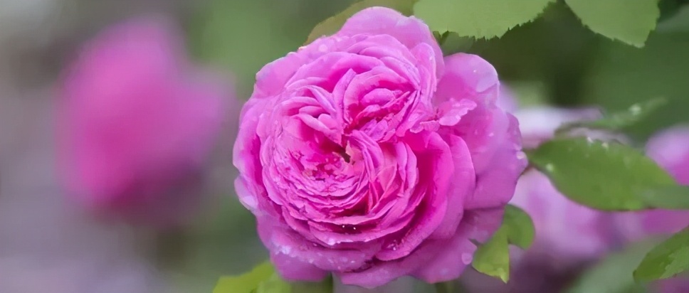 六月：时光煮酒，岁月渐稠