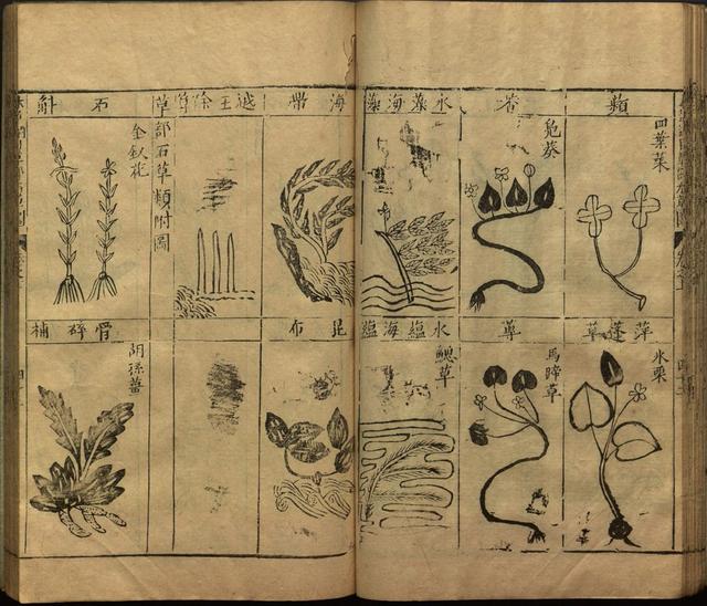 本草纲目中插图是李时珍画的吗,本草纲目李时珍插图