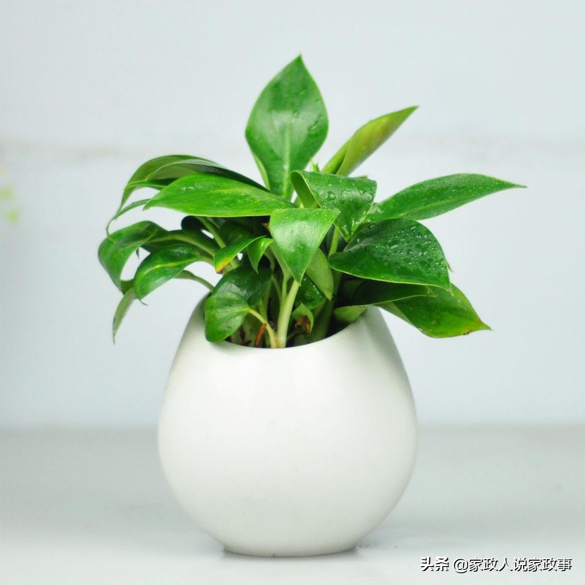 适合家庭摆放的大型绿植,推荐几种在家里摆放的绿植