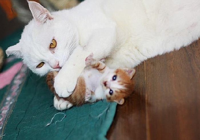 猫咪四岁可以继续养奶猫吗,猫咪多大可以离开母猫单独喂养