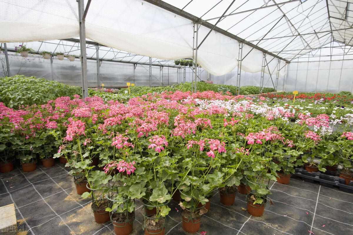 家中养4种花要当心,新手千万别碰这3种花