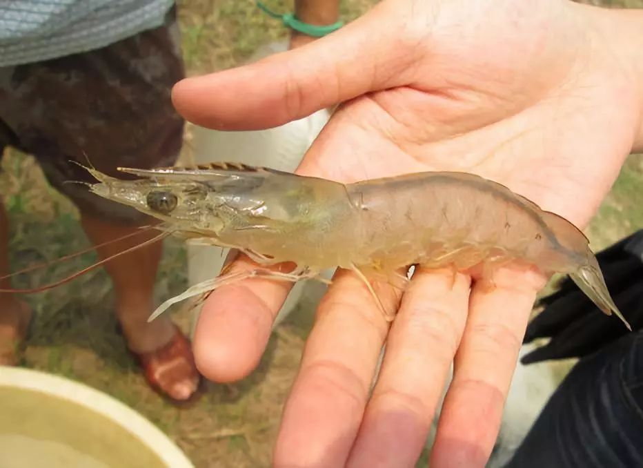 水产总硬度和总碱度各多少,水产用什么稳定ph值