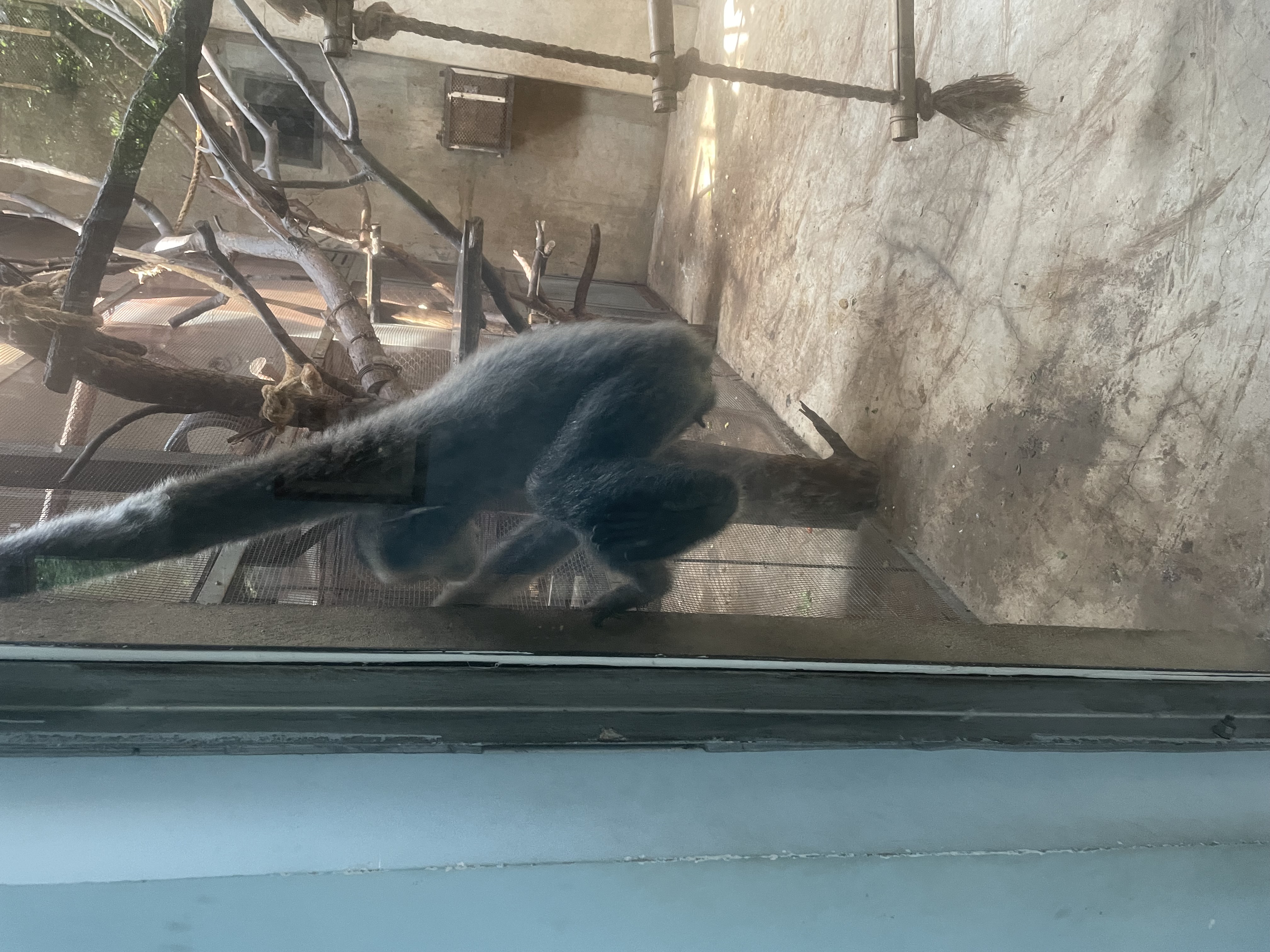 沈阳森林动物园春游,五一小长假去沈阳森林动物园游玩