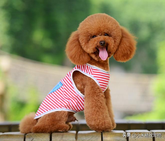 邻居家狗,邻居家的泰迪总吓到我