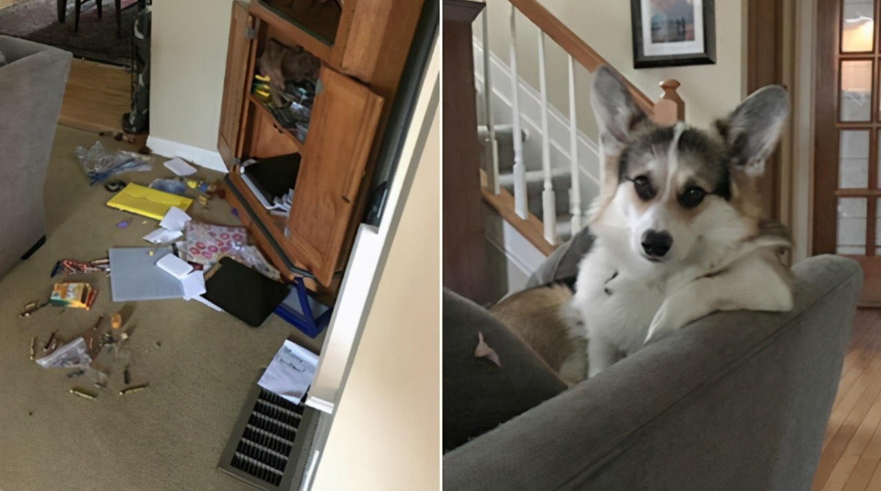 狗狗总是啃指甲怎么回事啊,狗狗总是啃东西怎么回事