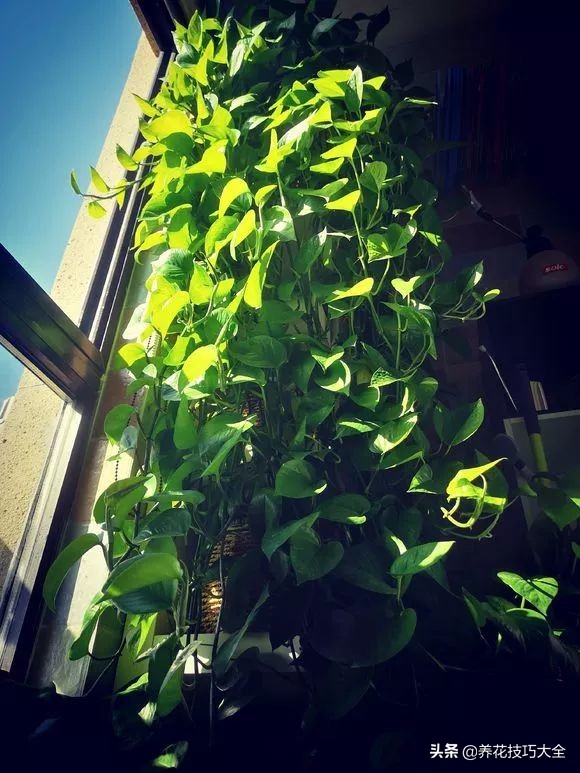 绿萝成灾的最佳方法,家里的绿萝也需要养护和管理