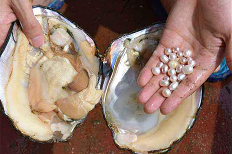 珍珠手链判断真假,野生无核可食珍珠怎么辨别真假