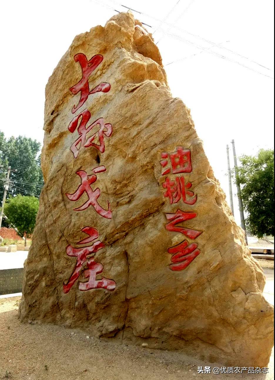 麻兰油桃哪个品种最好,麻兰油桃