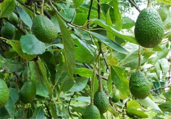 牛油果种植技术与条件图片,牛油果口感水分很大