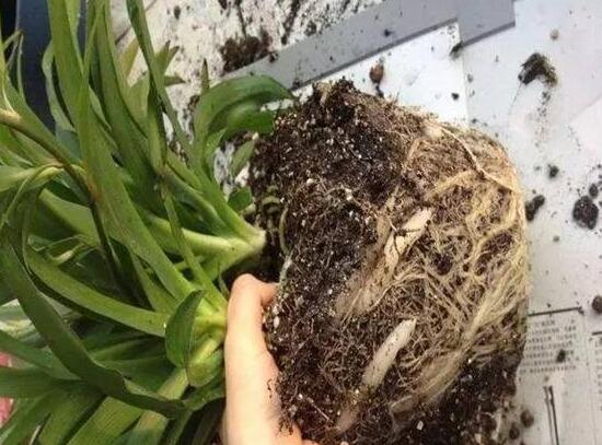吊兰烂根了怎么办,吊兰烂根什么原因