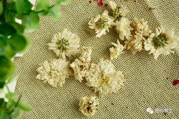 做菊花茶的菊花是哪种菊花品种,菊花泡茶是大菊好还是小菊好